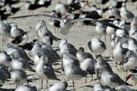 Bestandsnaam=gull2.jpg Bestandsgrootte=395KiB Afmetingen = 1200x800 Datum toegevoegd = 21 dec 2011 gull2.jpg